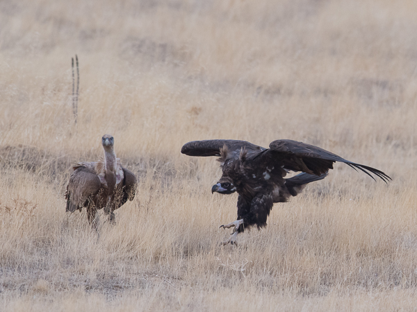 Munkkikorppikotka, Cinereous Vulture, Aegypius monachus